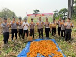Panen Jagung Raya di Bukit Kapur, Polsek Panen 500 Kg Dukung Swasembada Pangan 2026