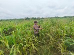 Dukung Program Asta Cita Presiden, Polsek Pujud Cek Perkembangan Kebun Jagung Ketahanan Pangan di Tanjung Medan