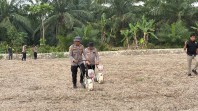 Polsek TPTM dan Tim Biro SDM Polda Riau Lanjutkan Penanaman Jagung di Lahan 5 Hektare