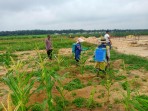 Bhabinkamtibmas Polsek Pujud Cek Perkembangan Tanaman Jagung Program Ketahanan Pangan di Siarang Arang