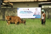 Hj. Dewi Juliani Salurkan 7 Hewan Qurban untuk Masyarakat Rokan Hilir