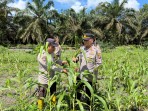 Polsek Pujud Cek Perkembangan Program Ketahanan Pangan, Dukung Penanaman Jagung Program Asta Cita Presiden RI