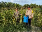 Dukung Asta Cita Presiden, Polsek Pujud Rawat Kebun Jagung Ketahanan Pangan Seluas 5 Hektare di Tanjung Medan