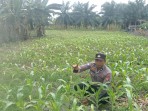 Dukung Program Ketahanan Pangan, Polsek Tanah Putih Tanjung Melawan Pantau Pertumbuhan Jagung