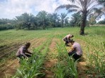 Polsek Bagan Sinembah Intensif Pantau Pertumbuhan Jagung, Wujud Dukungan Ketahanan Pangan Nasional