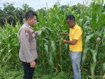 Kapolsek TPTM Turun ke Lahan Ketahanan Pangan, Cek Jagung yang Mulai Berbuah