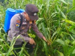 Dukung Asta Cita Presiden, Polsek Pujud Intensif Pantau dan Rawat Lahan Jagung Ketahanan Pangan di Tanjung Medan
