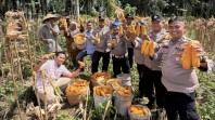 Panen Raya Jagung 1 Ton di Bukit Kapur, Polsek Bukit Kapur Perkuat Dukungan Swasembada Pangan 2026