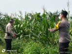 Polsek Bagan Sinembah Kawal Lahan Jagung 30 Hektare, Perkuat Ketahanan Pangan Menuju Swasembada