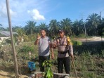 Green Policing Polsek TPTM: Tanam Bibit Pohon Buah untuk Dukung Penghijauan di Kepenghuluan Mesah