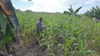 Polsek Tanah Putih Tanjung Melawan Pastikan Jagung Ketahanan Pangan Tumbuh Optimal