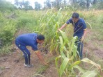 Dukung Asta Cita Presiden, Polsek Bagan Sinembah Intensif Pantau Pertumbuhan Jagung Program Ketahanan Pangan