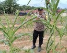 Bhabinkamtibmas Polsek Pujud Cek Perkembangan Lahan Jagung Ketahanan Pangan di Tanjung Medan