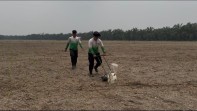 Polsek TPTM Bersama Tim Biro SDM Polda Riau Tanam Ulang Jagung di Lahan 5 Hektare