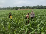 Polsek TPTM Intensif Pantau Pertumbuhan Jagung, Dukung Ketahanan Pangan dan Program Asta Cita Presiden