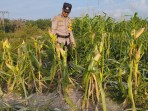 Bhabinkamtibmas Rantau Kopar Pantau Perkembangan Jagung Pipil, Dukung Ketahanan Pangan dan Swasembada Nasional