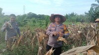 Panen Raya Jagung di Rohil, Polsek TPTM Sumbang 500 Kilogram untuk Ketahanan Pangan Nasional