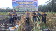 Panen Jagung Serentak Kuartal II 2026, Polsek Pujud dan CV SPM Wujudkan Ketahanan Pangan Nasional