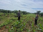 Polsek Bagan Sinembah Cek Lahan Jagung Ketahanan Pangan Demi Panen Maksimal