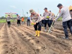 Polsek Bukit Kapur Tanam Jagung di Lahan 1 Hektare, Dukung Swasembada Pangan 2026