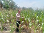 Cek Perkembangan Jagung Ketahanan Pangan, Polsek TPTM Pastikan Tanaman Tumbuh Subur hingga Siap Panen