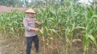 Jagung Ketahanan Pangan di Polsek TPTM Mulai Berbuah, Personel Rutin Pantau Hingga Masa Panen