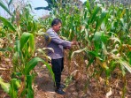 Tanaman Jagung di Lahan Ketahanan Pangan Polsek TPTM Mulai Berbuah