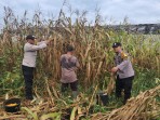 Polsek Pinggir Panen Jagung, Dukung Program Ketahanan Pangan Tahun 2026