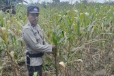 Dukung Ketahanan Pangan, Polsek TPTM Pastikan Tanaman Jagung Tumbuh Subur
