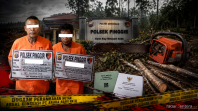 Polsek Pinggir Ungkap Dugaan Perambahan Hutan di Areal Konsesi PT Arara Abadi, Dua Warga Diamankan