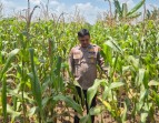 Jagung Ketahanan Pangan di Polsek TPTM Tumbuh Optimal, Personel Lakukan Pemantauan Berkala Hingga Panen