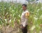 Pantau Ketahanan Pangan, Polsek Tanah Putih Tanjung Melawan Pastikan Tanaman Jagung Tumbuh Subur dan Mulai Berbuah