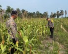 Polsek Bagan Sinembah Intensif Pantau Pertumbuhan Jagung, Perkuat Ketahanan Pangan Dukung Asta Cita Presiden