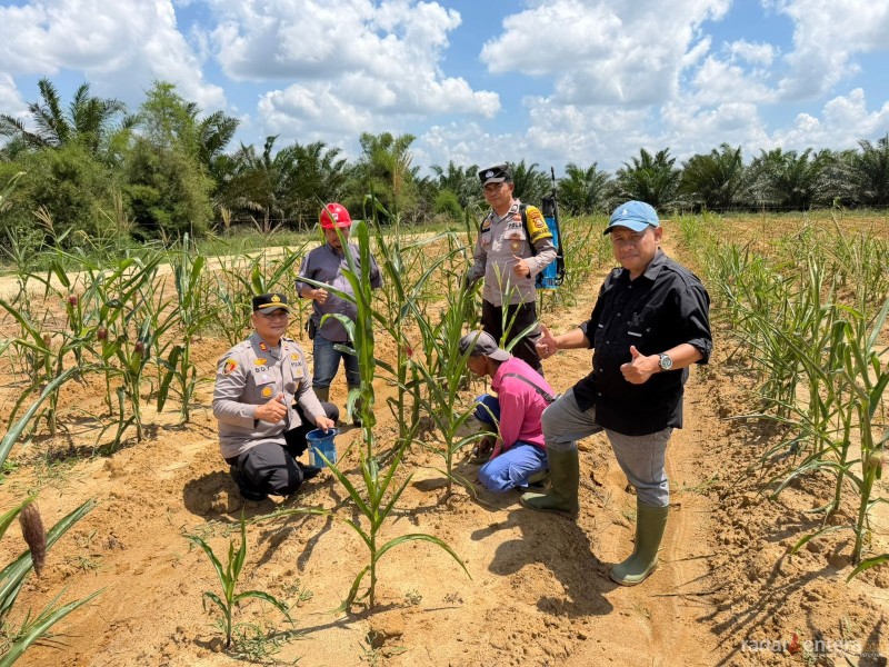Polsek Pujud dan PT TMP Rawat Tanaman Jagung 2 Hektare, Dukung Program Ketahanan Pangan Nasional