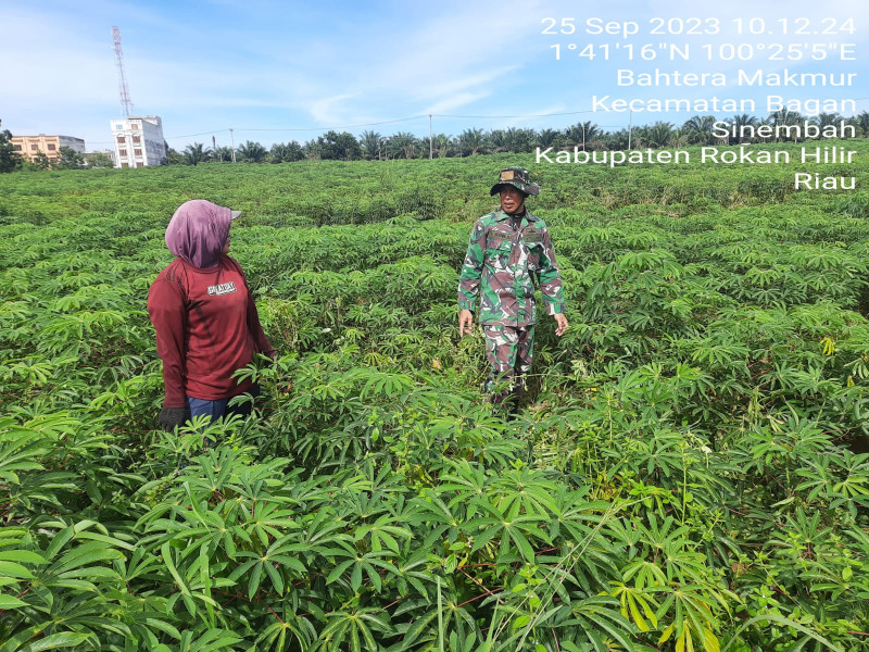 Program Ketahanan Pangan, Babinsa Koramil 03/Bgs Berikan Pendampingan Petani