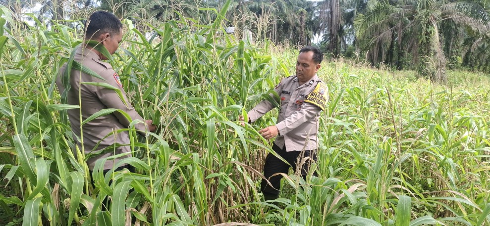 Polsek Bagan Sinembah Intensif Pantau Tanaman Jagung 2 Hektare, Perkuat Program Ketahanan Pangan Nasional