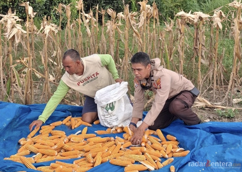 Polsek Rupat Dampingi Panen Jagung Hibrida, Wujud Nyata Dukungan Ketahanan Pangan Nasional