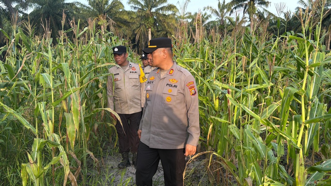 Polisi Kawal Ketahanan Pangan! Jagung 4 Hektare di Tanjung Medan Tumbuh Subur, Program Asta Cita Presiden Bergerak di Rohil