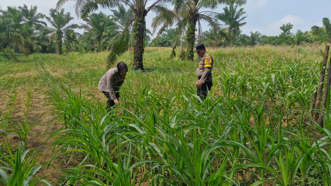 Tak Sekadar Jaga Keamanan, Polsek Bagan Sinembah Kawal Ladang Jagung Demi Sukseskan Program Ketahanan Pangan Nasional