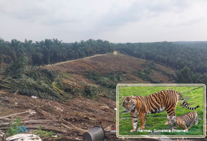 Direktur KSDAE Kementerian LHK Sebut Harimau Sumatera di Tesso Nilo Tinggal Tiga Ekor