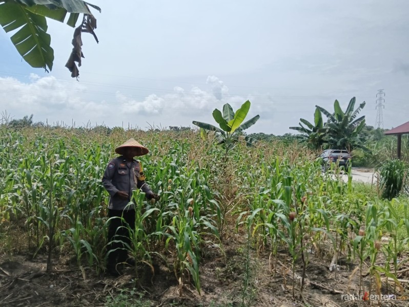 Polsek Tanah Putih Tanjung Melawan Pastikan Program Ketahanan Pangan Berjalan Optimal, Tanaman Jagung Tumbuh Subur