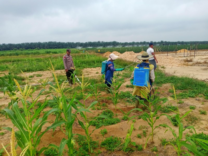 Bhabinkamtibmas Polsek Pujud Cek Perkembangan Tanaman Jagung Program Ketahanan Pangan di Siarang Arang