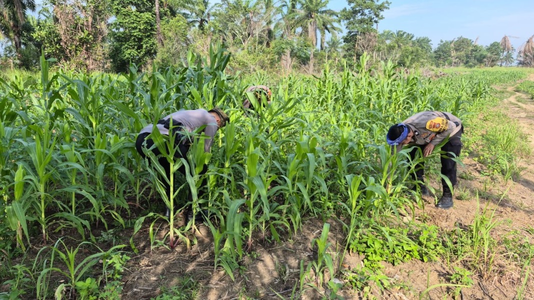 Polisi Turun ke Lahan, Jagung Dipantau Ketat: Polsek Bagan Sinembah Kawal Ketahanan Pangan dari Akar Rumput