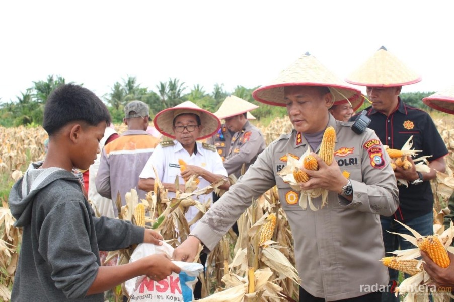 Polres Rokan Hilir Panen Jagung Serentak Dukung Ketahanan Pangan Nasional dan Program Asta Cita Presiden