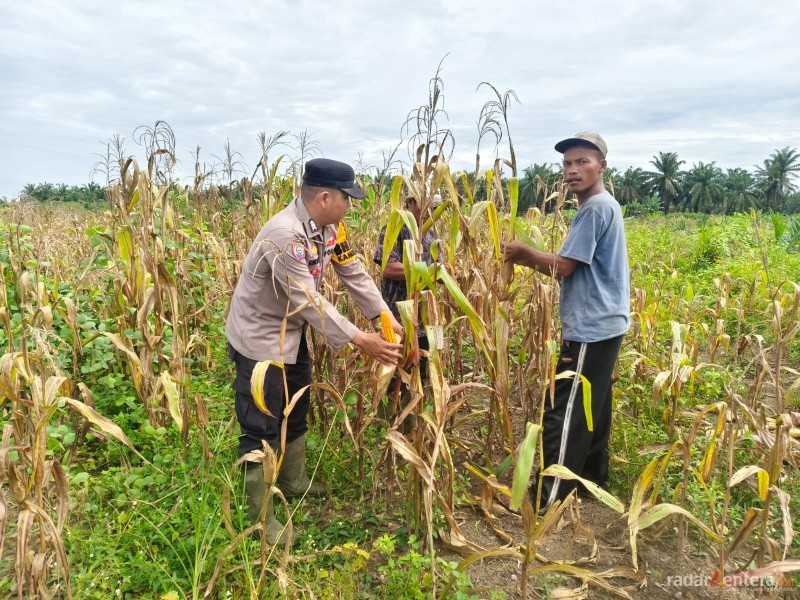 Polsek Pujud Panen Jagung 5 Hektare, Wujud Nyata Dukung Swasembada Pangan 2026