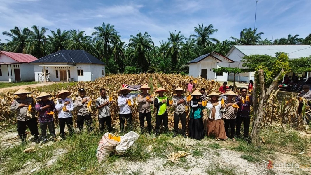 Polsek Rimba Melintang Gelar Panen Raya Jagung Serentak Dukung Program Ketahanan Pangan Nasional