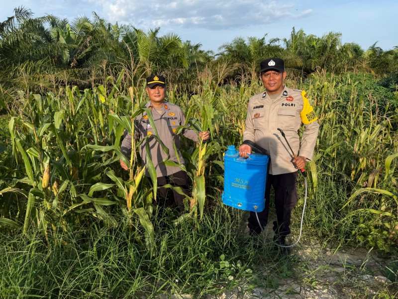 Dukung Asta Cita Presiden, Polsek Pujud Rawat Kebun Jagung Ketahanan Pangan Seluas 5 Hektare di Tanjung Medan