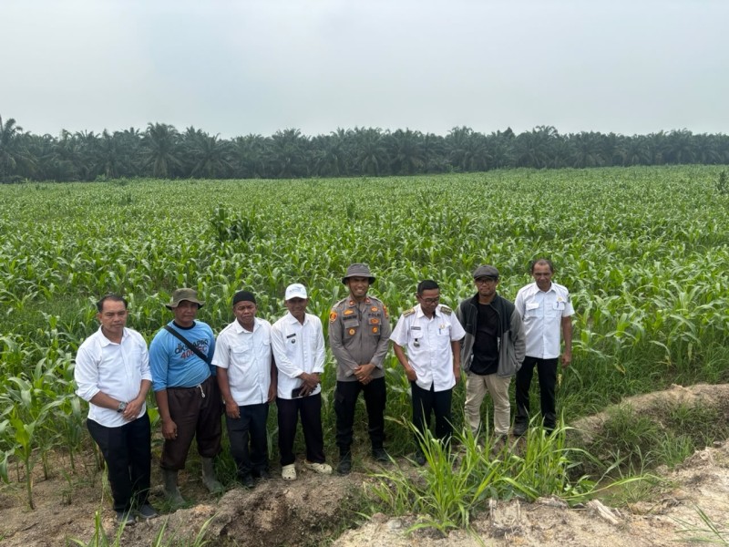 Dukung Asta Cita Presiden, Polsek TPTM Bersama Biro SDM Polda Riau Cek Pertumbuhan Jagung di Lahan 25 Hektare