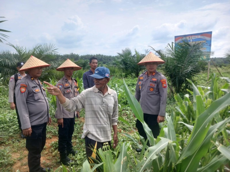 Polsek Bagan Sinembah Tinjau 30 Hektare Jagung, Perkuat Ketahanan Pangan dan Dukung Program Asta Cita