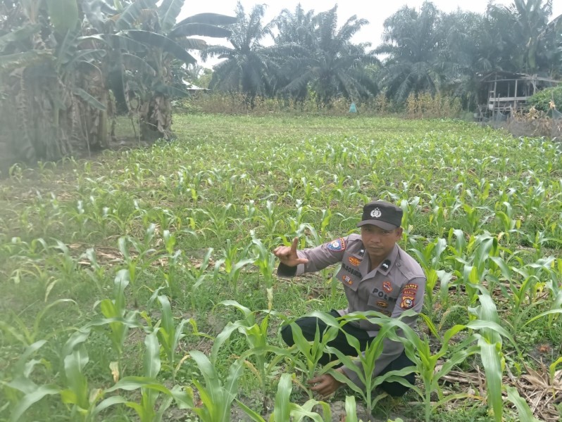 Dukung Program Ketahanan Pangan, Polsek Tanah Putih Tanjung Melawan Pantau Pertumbuhan Jagung